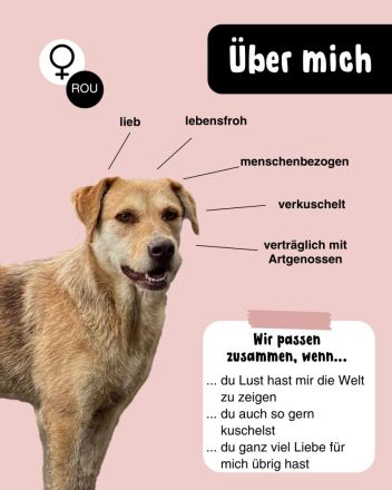 SILLY seht sich nach einem Zuhause