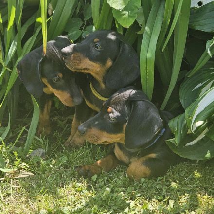 Dackelwelpen (Doxie-Pin)