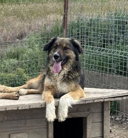 BALI sucht ein liebevolles Zuhause