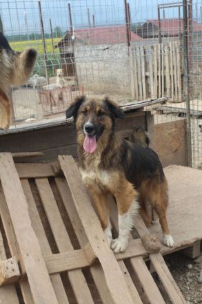 BALI sucht ein liebevolles Zuhause