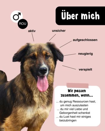 BALI sucht ein liebevolles Zuhause