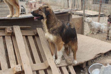 BALI sucht ein liebevolles Zuhause