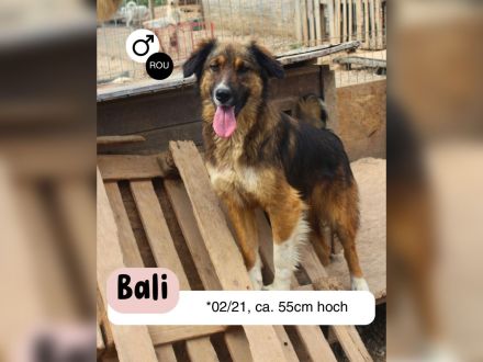 BALI sucht ein liebevolles Zuhause
