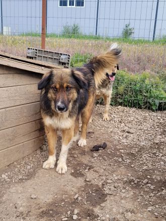 BALI sucht ein liebevolles Zuhause