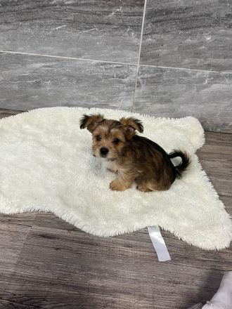 Yorshire Terrier Chihuahua Mix (Chorkie)