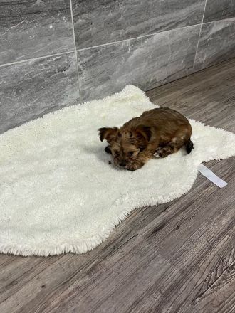 Yorshire Terrier Chihuahua Mix (Chorkie)