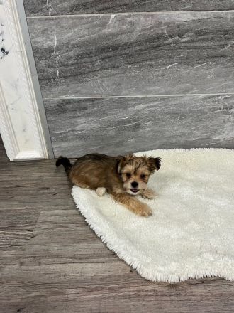 Yorshire Terrier Chihuahua Mix (Chorkie)