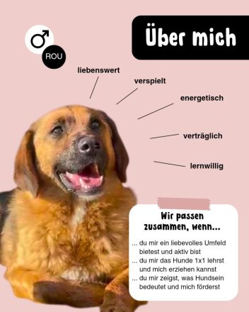 Fröhlicher SPEEDY