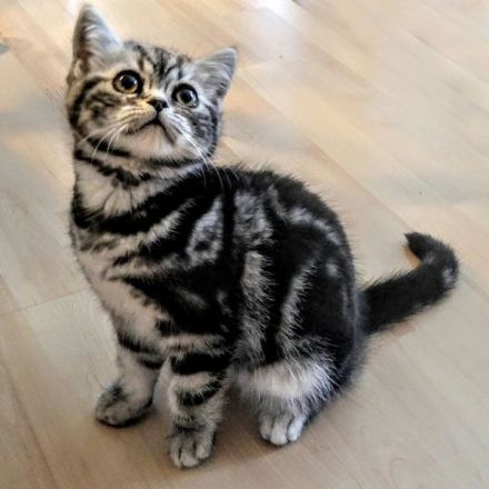 BKH Kätzchen "Zoe" und "Zenia", silbertabby classic (Whiskas) , Berlin-Nordost.