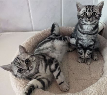 BKH Kätzchen "Zoe" und "Zenia", silbertabby classic (Whiskas) , Berlin-Nordost.
