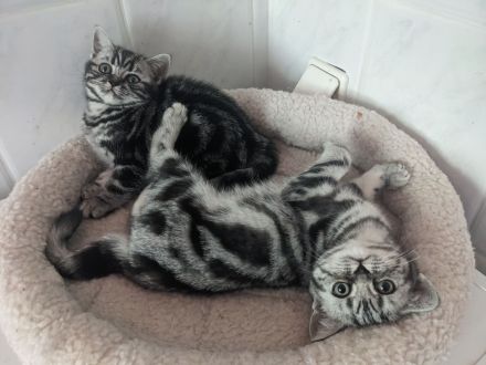 BKH Kätzchen "Zoe" und "Zenia", silbertabby classic (Whiskas) , Berlin-Nordost.
