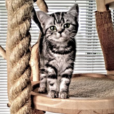 BKH Kätzchen "Zoe" und "Zenia", silbertabby classic (Whiskas) , Berlin-Nordost.