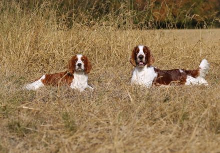 Welsh Springer Spaniel-Welpen mit Stammbaum Zertifikat zum Verkauf an