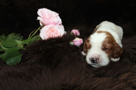 Welsh Springer Spaniel-Welpen mit Stammbaum Zertifikat zum Verkauf an