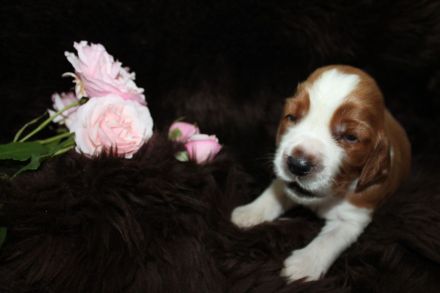 Welsh Springer Spaniel-Welpen mit Stammbaum Zertifikat zum Verkauf an