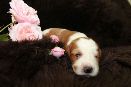 Welsh Springer Spaniel-Welpen mit Stammbaum Zertifikat zum Verkauf an