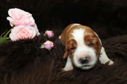 Welsh Springer Spaniel-Welpen mit Stammbaum Zertifikat zum Verkauf an