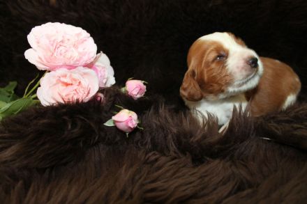Welsh Springer Spaniel-Welpen mit Stammbaum Zertifikat zum Verkauf an