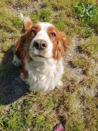 Welsh Springer Spaniel-Welpen mit Stammbaum Zertifikat zum Verkauf an