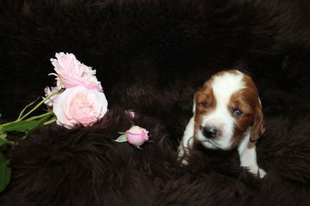 Welsh Springer Spaniel-Welpen mit Stammbaum Zertifikat zum Verkauf an