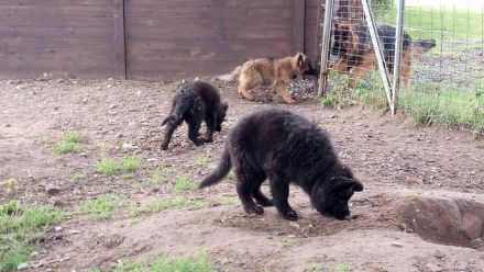 Deutscher Schäferhund Stockhaar lang Welpe zu verkaufen