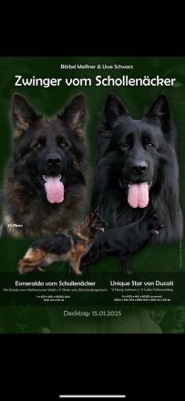 Deutscher Schäferhund Stockhaar lang Welpe zu verkaufen
