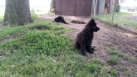 Deutscher Schäferhund Stockhaar lang Welpe zu verkaufen