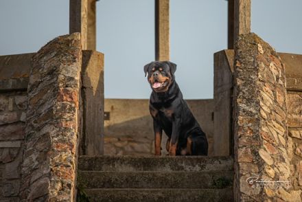 Deckrüde Joker vom Bergwerksee