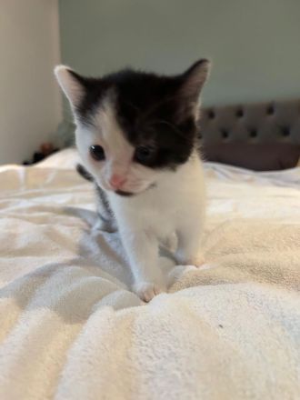 Zuckersüße Kitten suchen im Doppelpack ein Für-immer-Zuhause