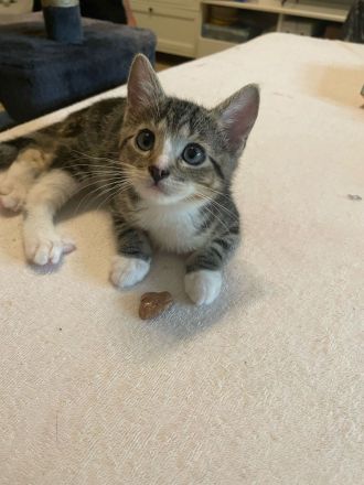 Zuckersüße Kitten suchen im Doppelpack ein Für-immer-Zuhause