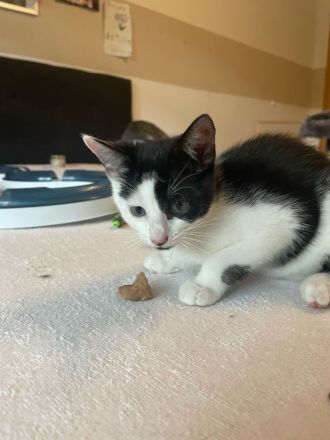 Zuckersüße Kitten suchen im Doppelpack ein Für-immer-Zuhause