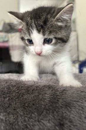 Zuckersüße Kitten suchen im Doppelpack ein Für-immer-Zuhause