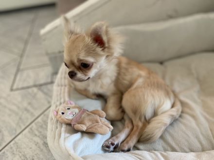 Langhaar Chihuahua Hündin 6 Monate