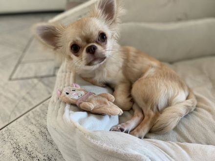 Langhaar Chihuahua Hündin 6 Monate