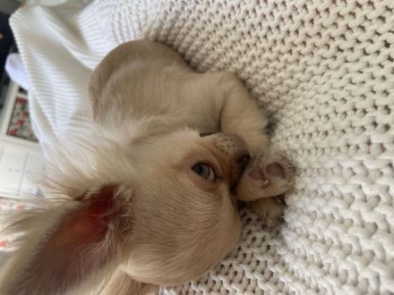 Langhaar Chihuahua Hündin 6 Monate