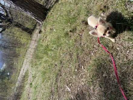 Langhaar Chihuahua Hündin 6 Monate