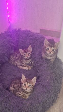 Bengalkitten suchen ein neues Zuhause