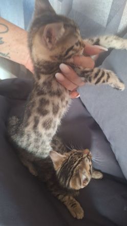 Bengalkitten suchen ein neues Zuhause