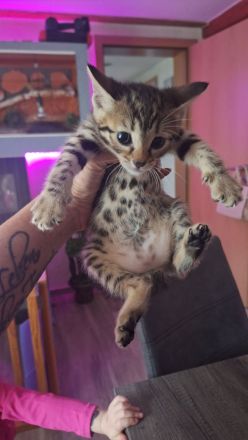 Bengalkitten suchen ein neues Zuhause