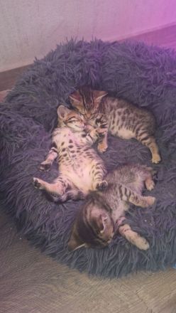 Bengalkitten suchen ein neues Zuhause