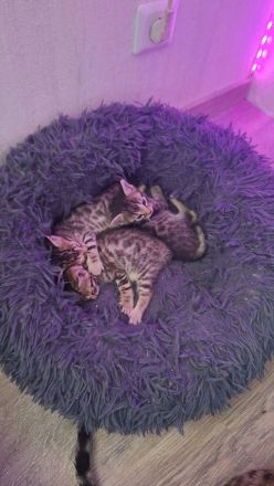Bengalkitten suchen ein neues Zuhause