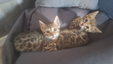 Bengalkitten suchen ein neues Zuhause