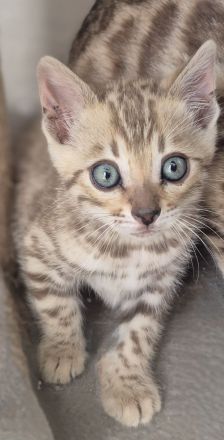 Bengalkatzen mit Stammbaum
