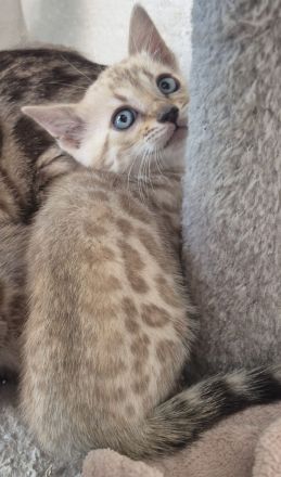 Bengalkatzen mit Stammbaum