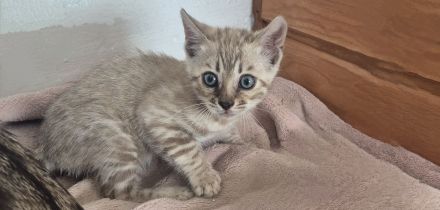 Bengalkatzen mit Stammbaum