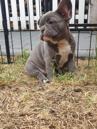 Französische Bulldogge Welpen Lilac Merle, choco isabella