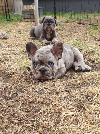 Französische Bulldogge Welpen Lilac Merle, choco isabella