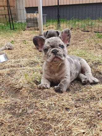 Französische Bulldogge Welpen Lilac Merle, choco isabella