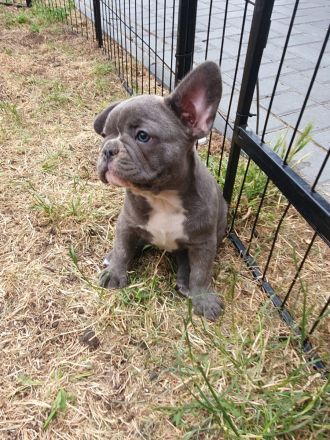 Französische Bulldogge Welpen Lilac Merle, choco isabella