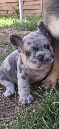 Französische Bulldogge Welpen Lilac Merle, choco isabella